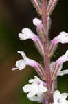 Carolina false vervain